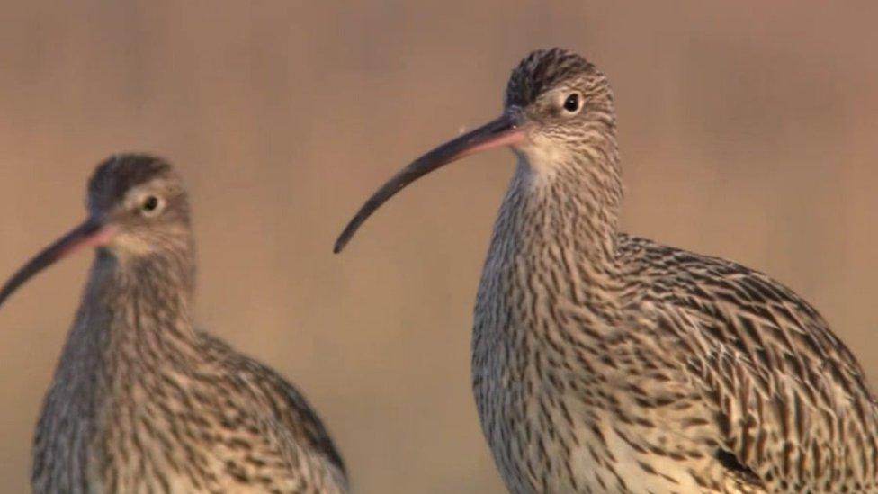 Curlew