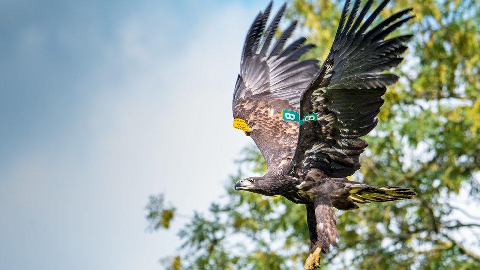 The project aims to have white-tailed eagles spread out across Ireland