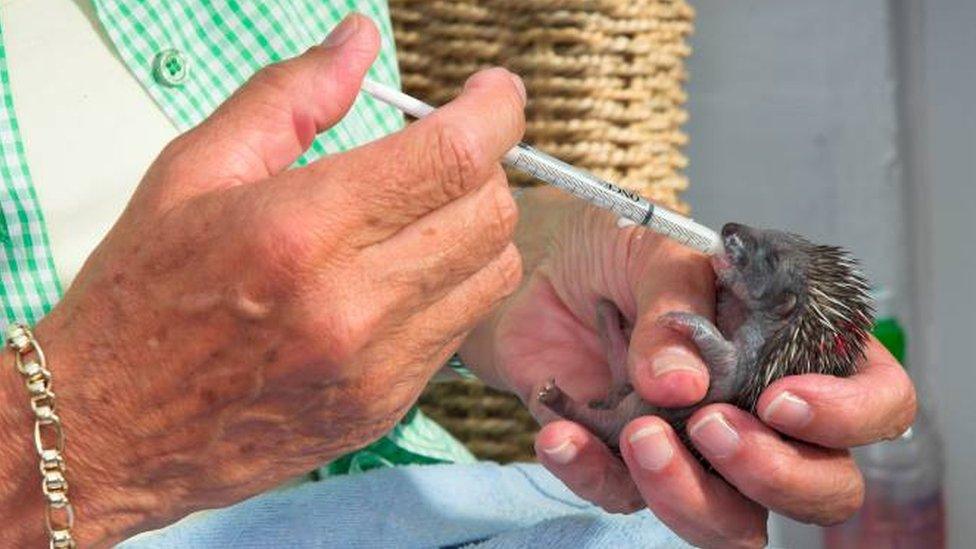 Joan Lockley with baby hedgehog