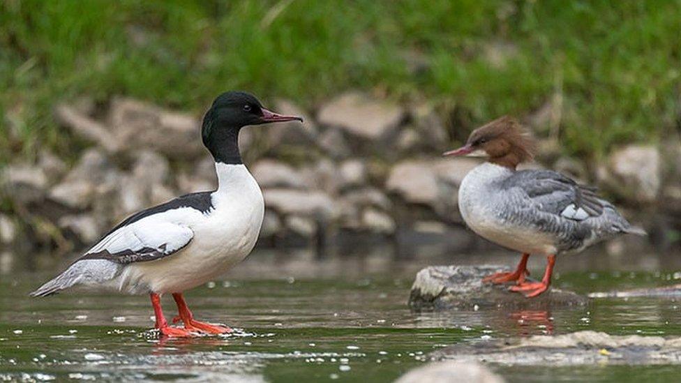 Goosander