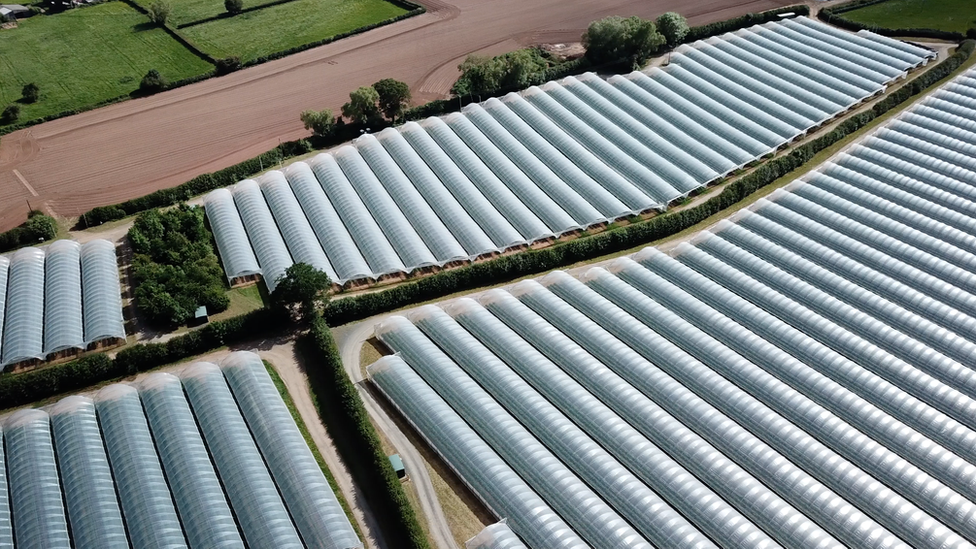 Polytunnels