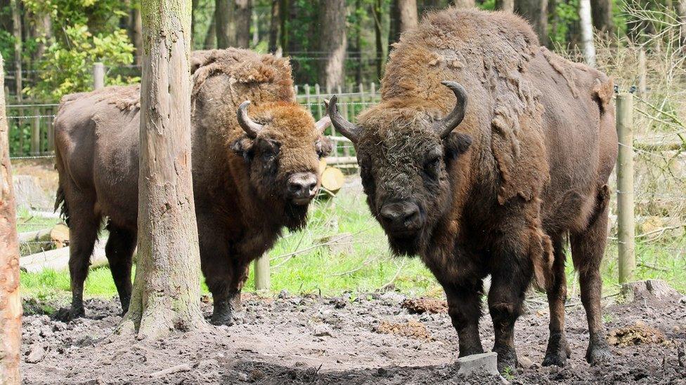 The herd of bison