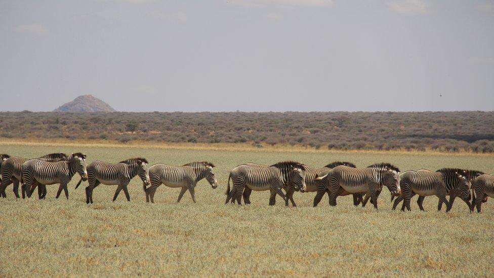 Grevy's zebra