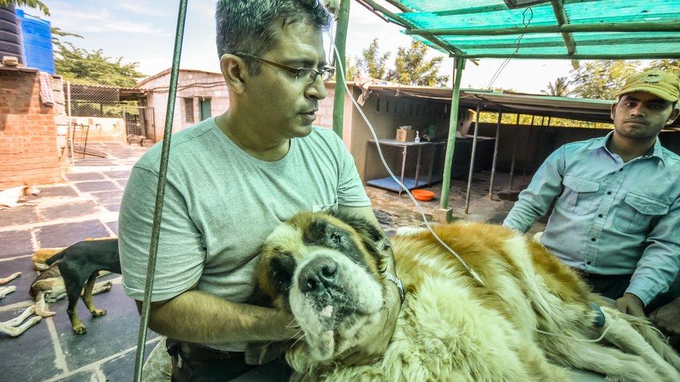 Dog getting treatment