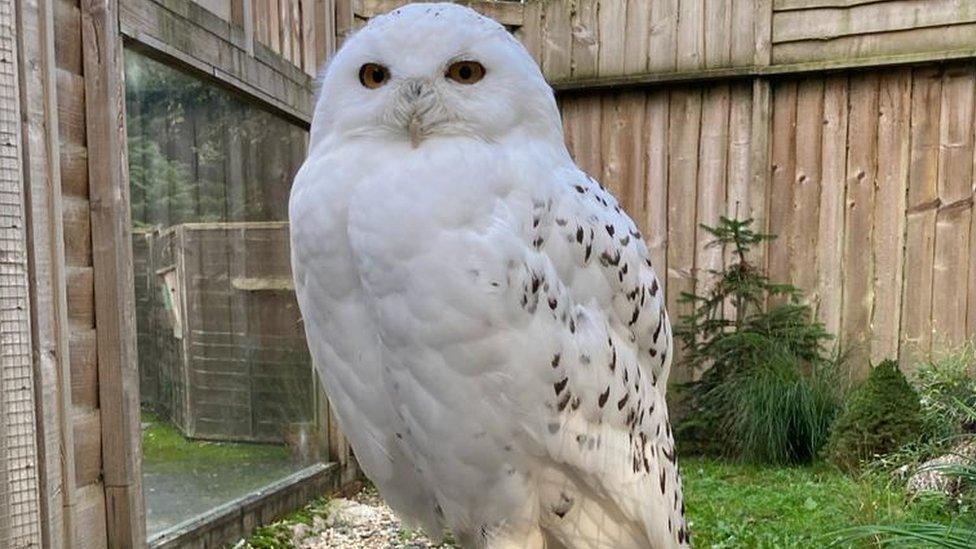 Snowy Owl