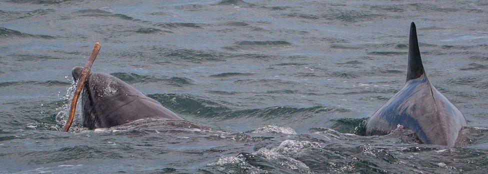 Bottlenose dolphin Kenobi playing with seaweed