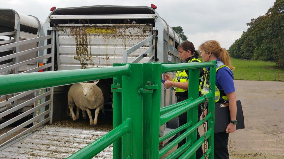 Cumbria police officers inspecting sheep in trailer