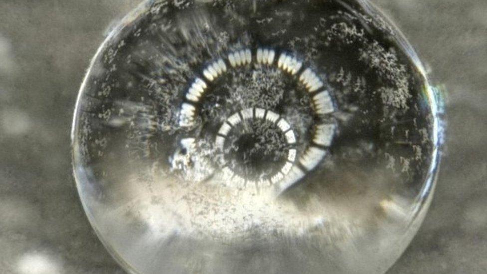 Close up of water drop on water-repellent Streptomyces bacteria