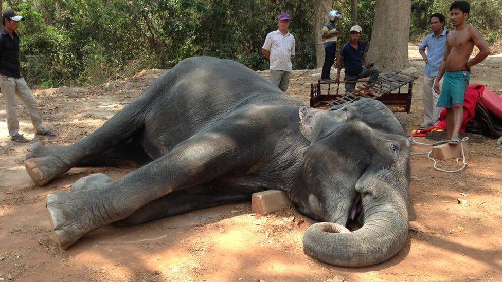 Elephant lying on side with mouth open, in dust and surrounded by people