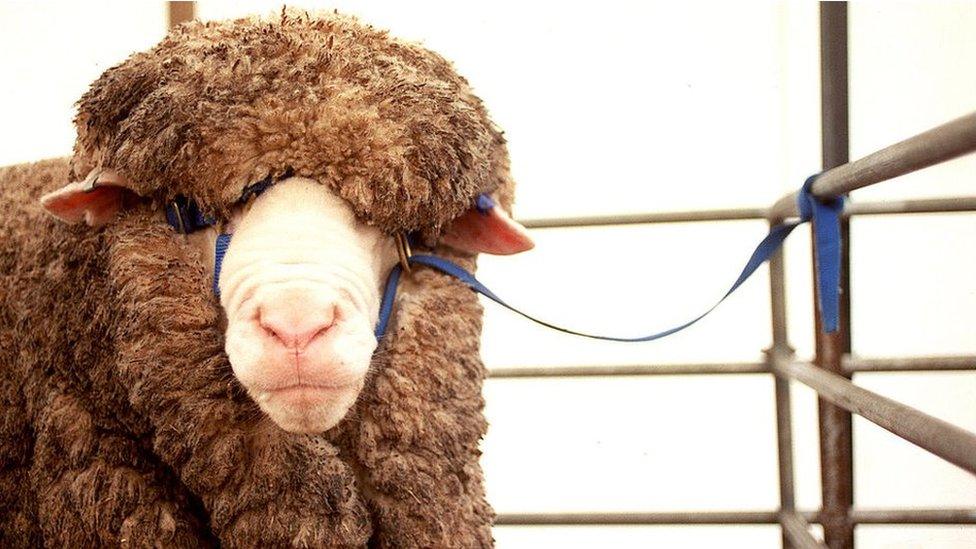 Sheep at the Australian Wool and Sheep Show in Bendigo