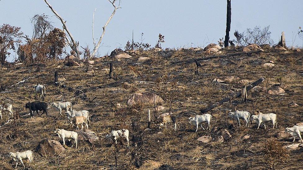 Cattle grazing, Brazil