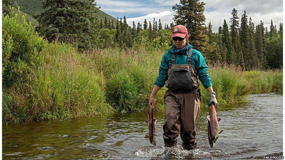 Carrying salmon carcasses