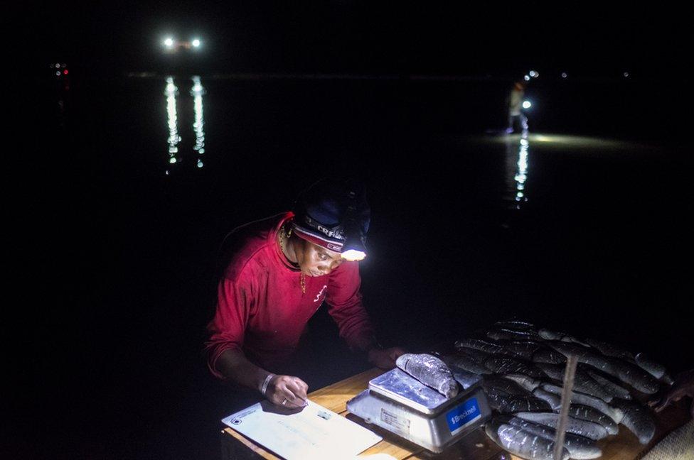 A woman weighs sea cucumbers at night on scales in the shallow water off the coast of Tampolove.