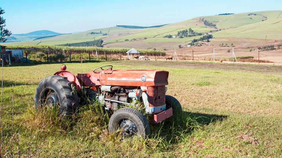 A Massey Ferguson 135 in a field near Richmond, South Africa