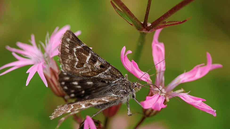 Moth on a leaf