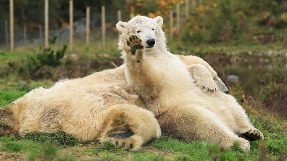 Polar bear cub Hamish and his mother Victoria