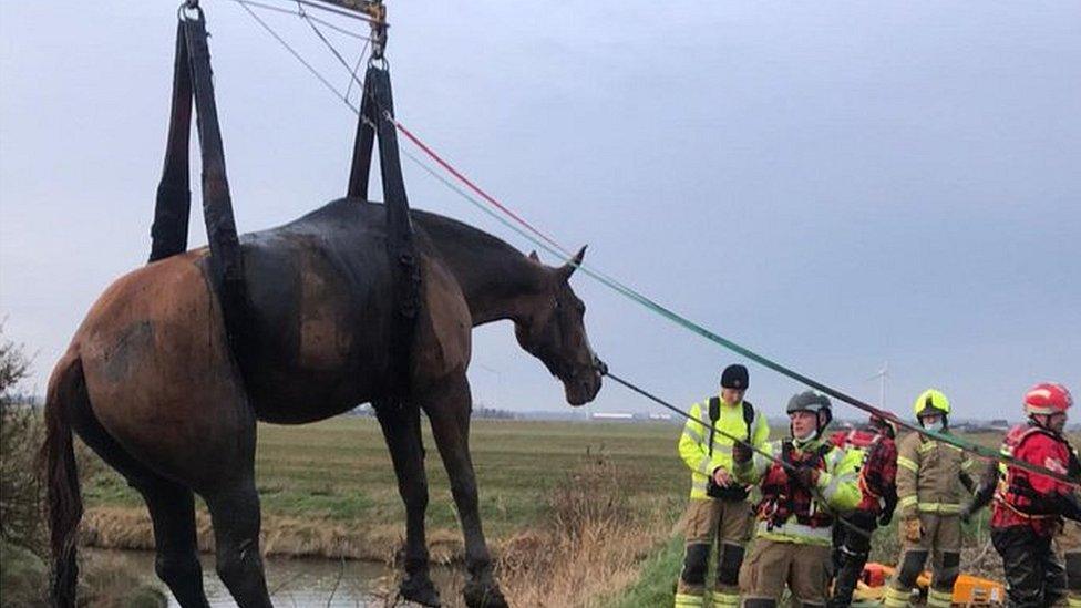 Horse being removed from a ditch using lifting gear