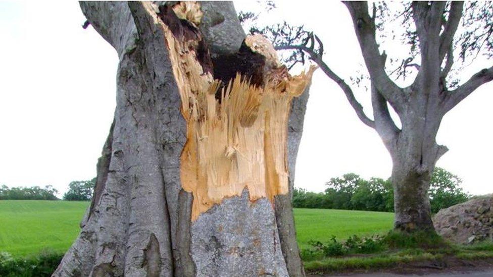 Trees damaged in Storm Hector at Dark Hedges