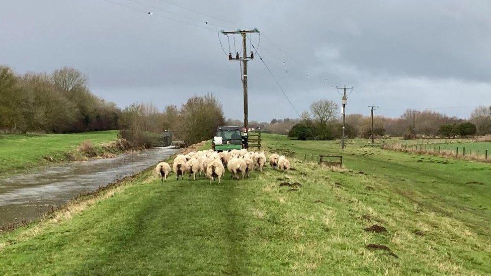 Land near Horncastle with sheep grazing