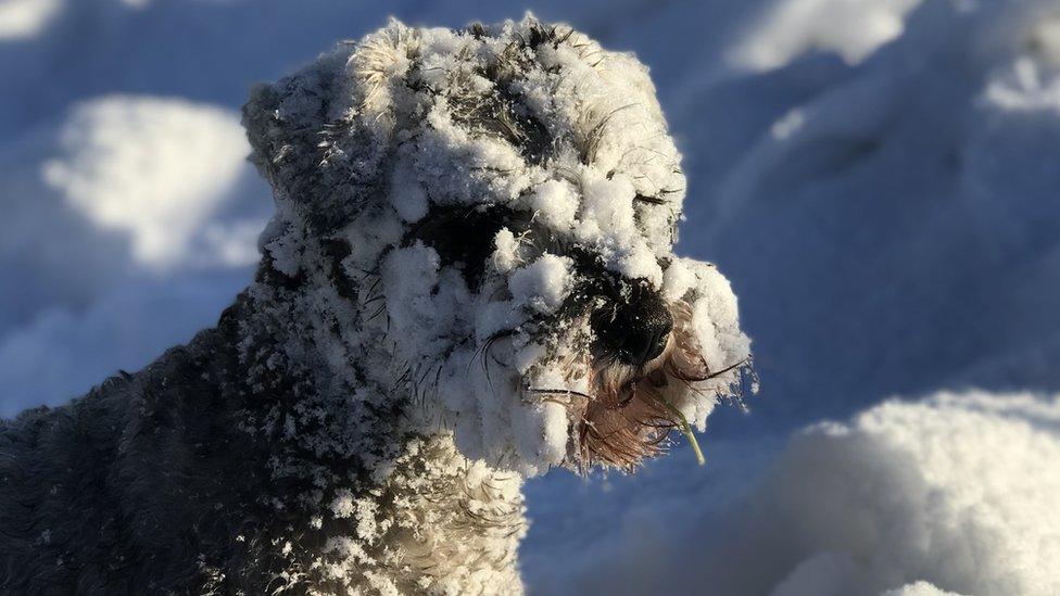 Brian the miniature schnauzer enjoying the snow in the Pentlands.