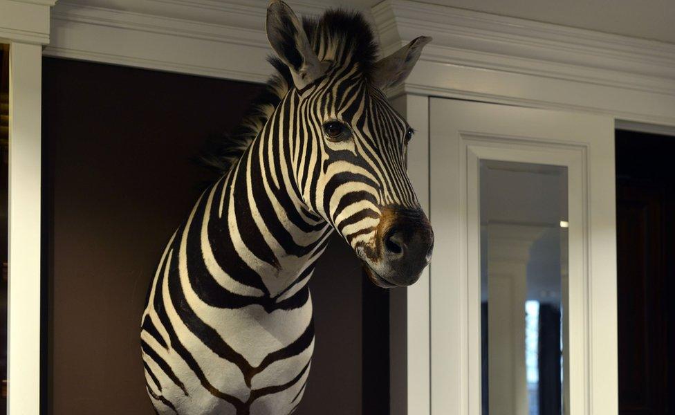 A zebra's head in a shop on Regent's Street in London, 25/11/2014.