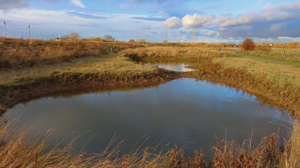 The pool in which the rare bearded stonewort was found