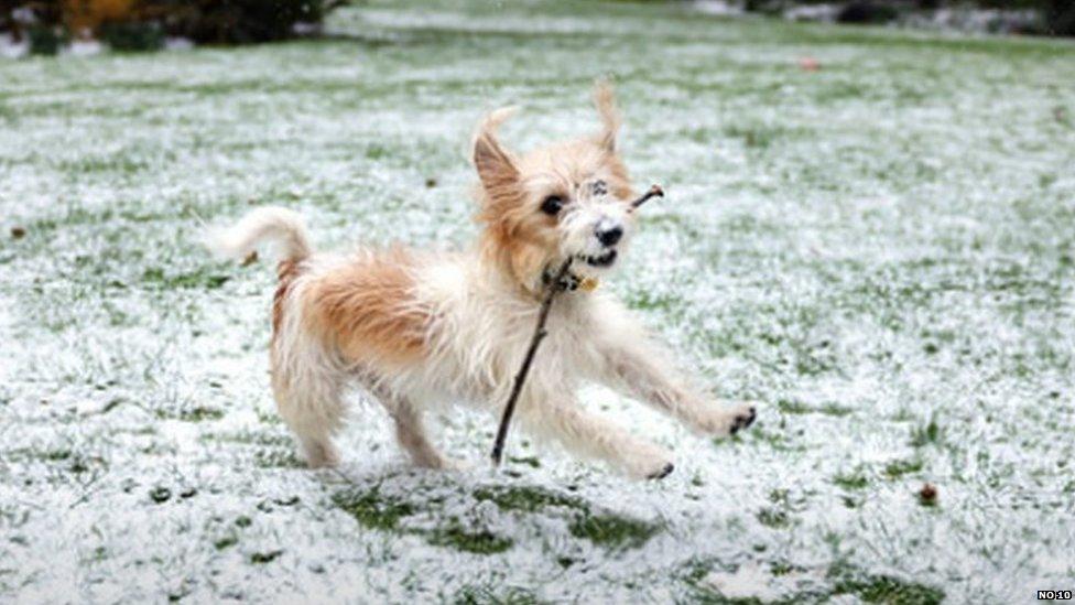 Picture of the PM's dog Dilyn in the Downing Street garden