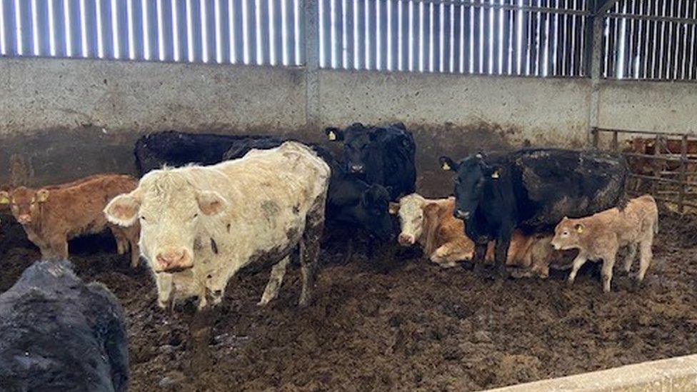 Cattle standing in dirty pen