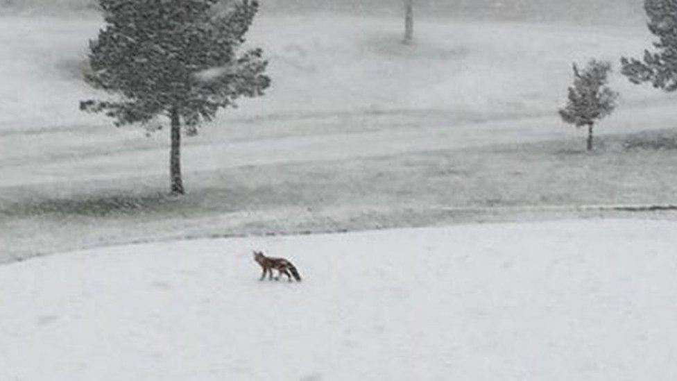 Fox at Dunmurry Golf Club