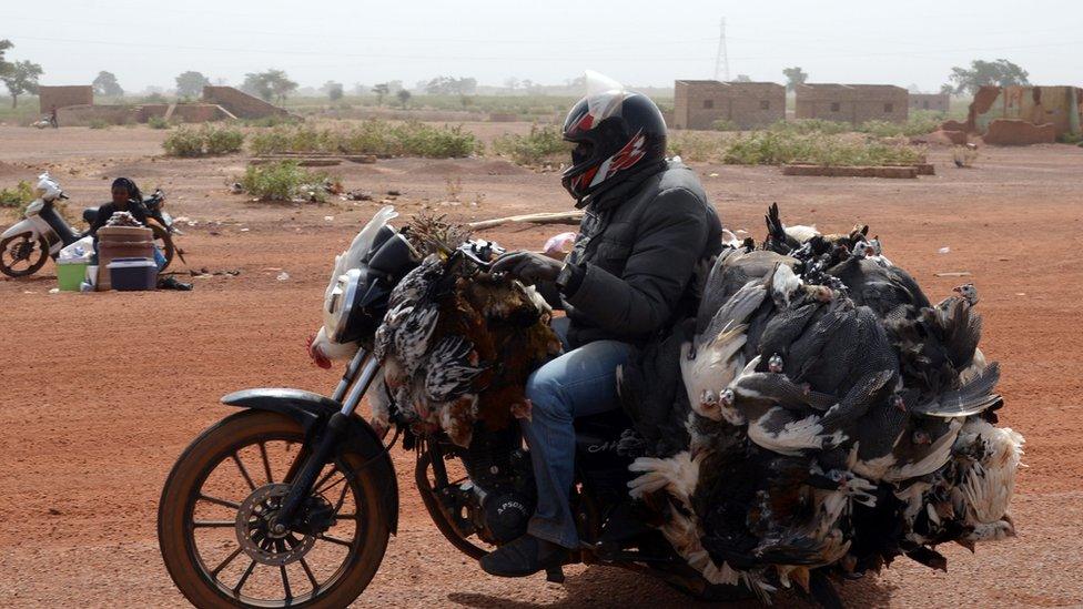 A man carrying guinea fowls and chickens on his motorbike, to supply restaurants, near Ouagadougou