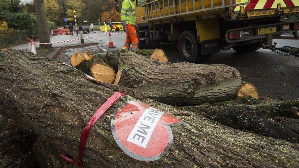 Felled tree in Sheffield