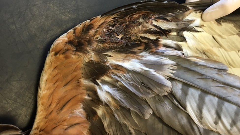 Injured wing of red kite