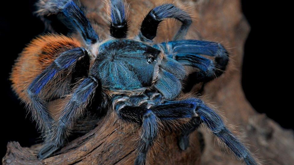 blue tarantula on a log