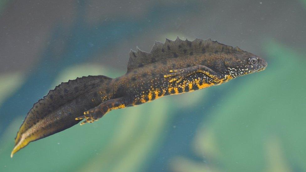 Great crested newt