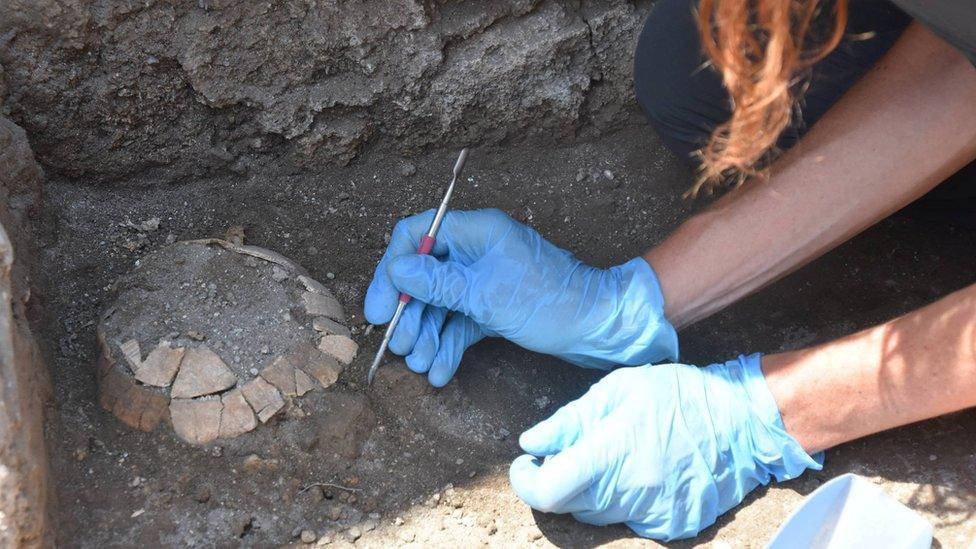 Image shows archaeologist uncovering tortoise