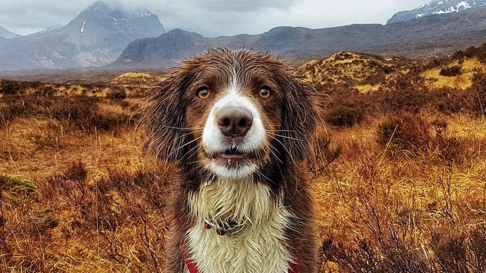 Bodie the eight-year-old collie springer cross