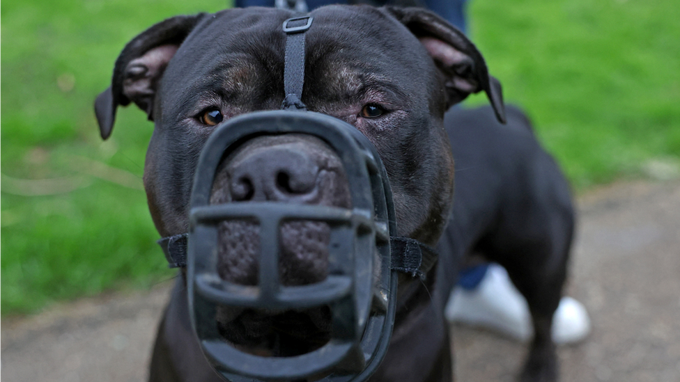 Muzzled XL bully