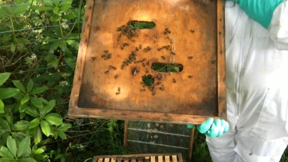 Beekeeper showing bees