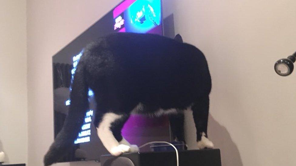 Cat looking at the back of a TV