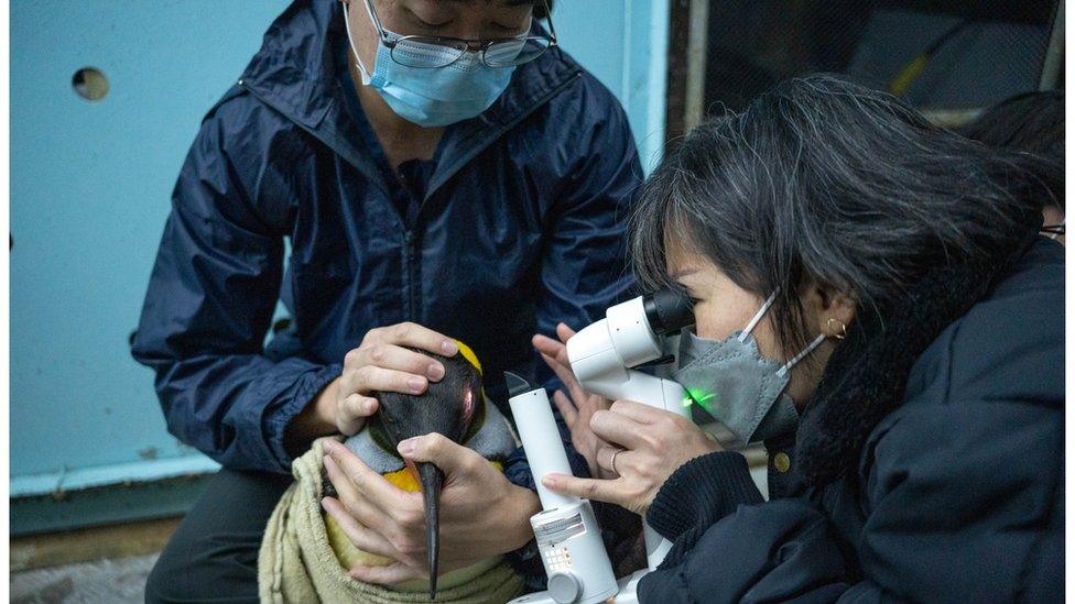 Two people examine a penguin's eye