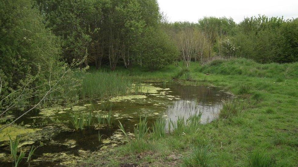 Wildlife pond