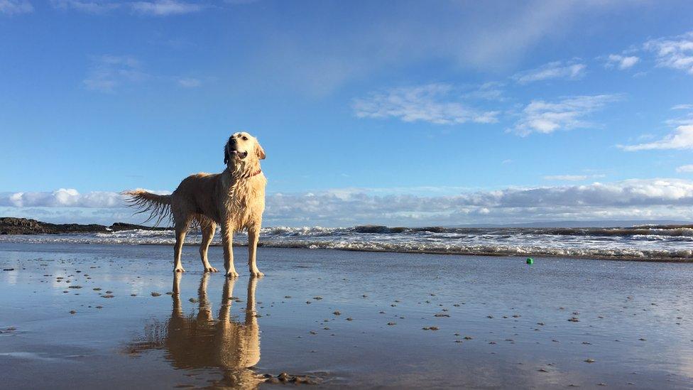 Layla the dog on Barry Island