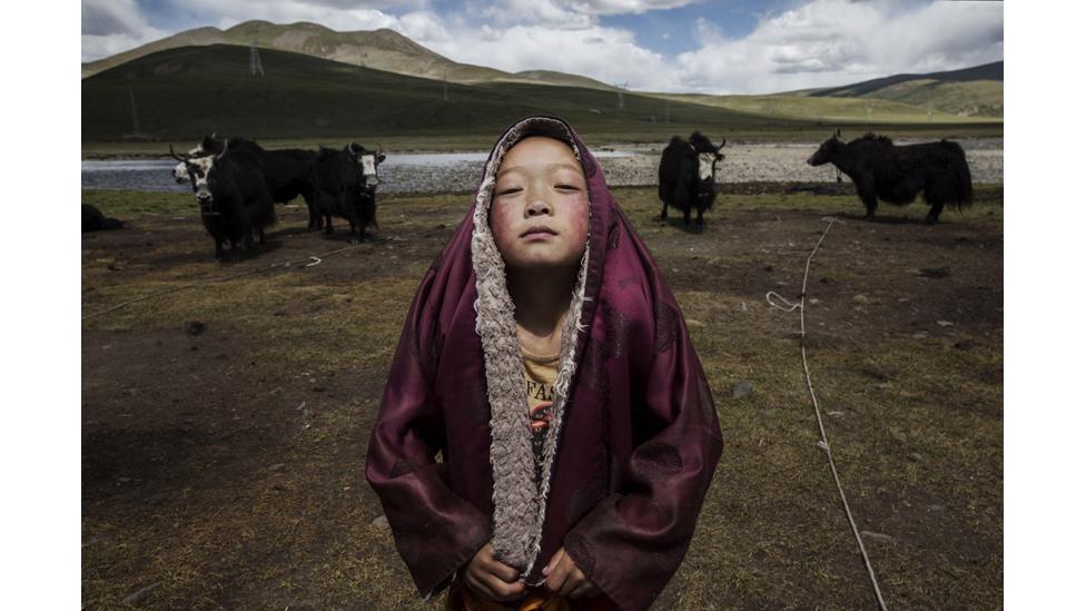 A young Tibetan Buddhist novice monk stands with his yak herd at the family's nomadic summer grazing area on the Tibetan Plateau