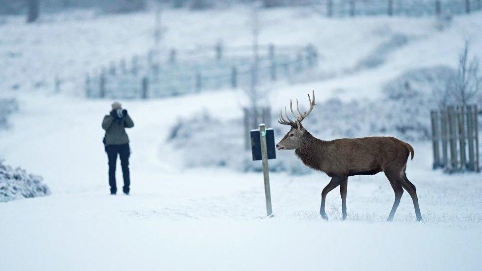 A stag deer walks through the snow in Richmond Park, London