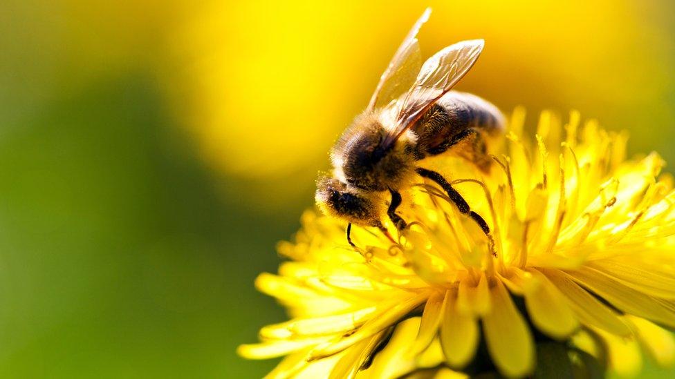 bee on a dandelion