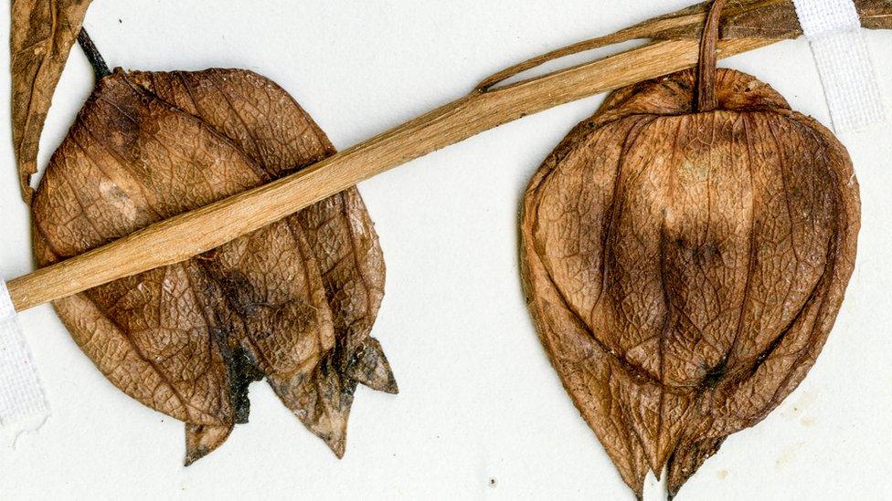 Dried fruit specimens of a modern coastal ground cherry from Florida