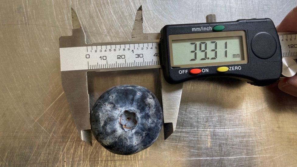 The blueberry being measured