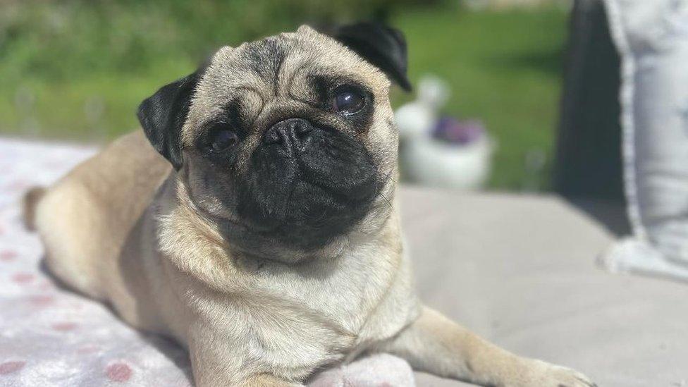 Luna the pug