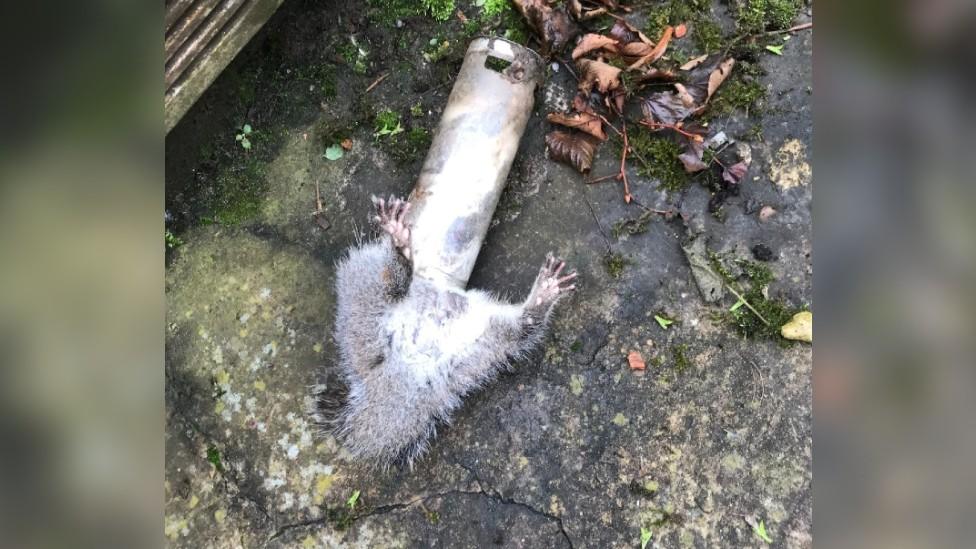 RSPCA image of squirrel stuck in bird feeder