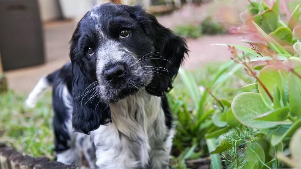 A black and white puppy looking at the camera